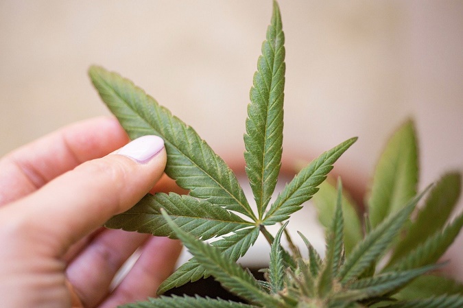 La loi sur la CBD en France : que savoir ?