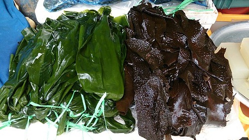 Les algues pour une bonne nutrition