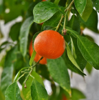 Les meilleures sous-variétés d’oranges douces selon leurs propriétés