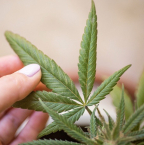 La loi sur la CBD en France : que savoir ?